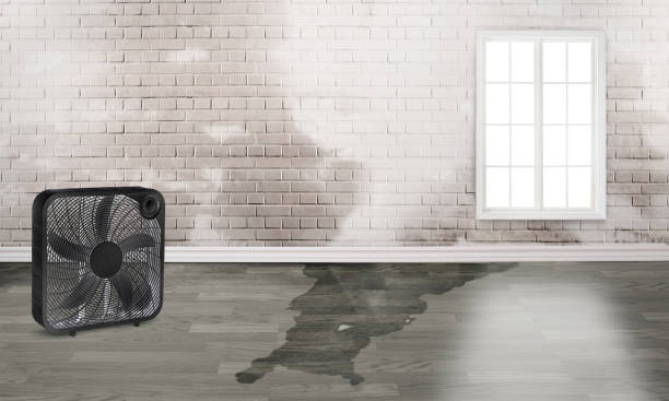 Best Local water damage restoration  in Chehalis, WA